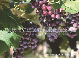 意大利原瓶进口葡萄酒/红酒