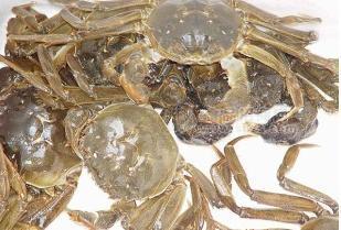 物美价廉 螃蟹 蟹类