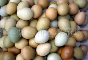 七彩山鸡蛋