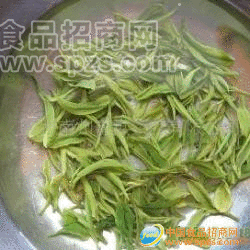 供應精品綠茶