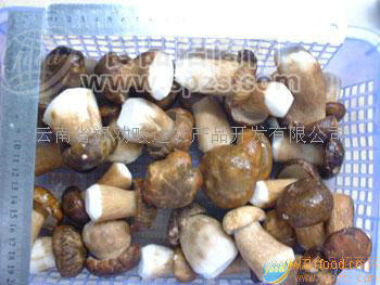 生冻美味牛肝菌