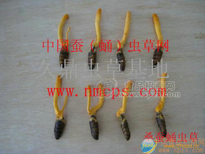 蚕蛹虫草
