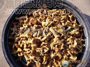 盐水鸡油菌