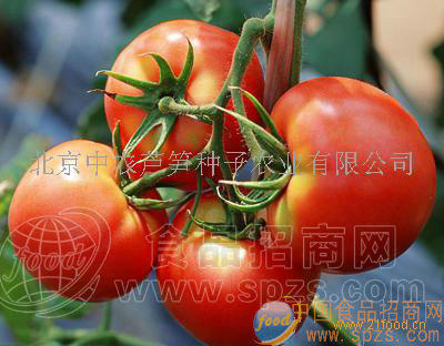 供应番茄种子