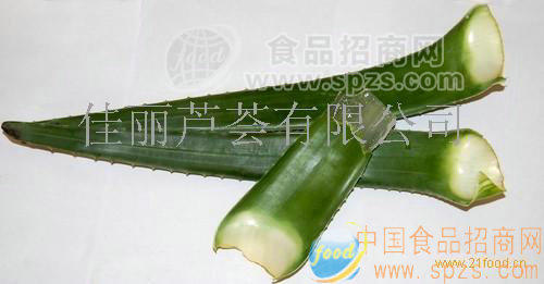 无公害农产品库拉索芦荟鲜叶