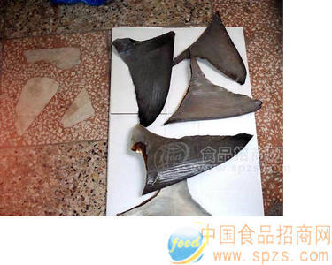 大象鱼鱼翅