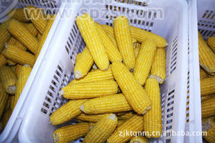 本公司常年销售速冻鲜食糯玉米