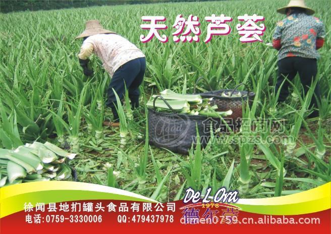 供应芦荟