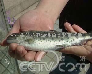 大馬哈魚(yú)苗