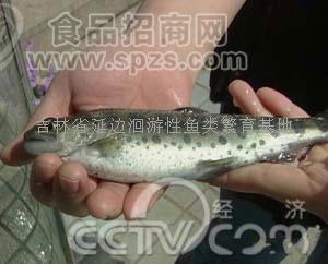 供應大馬哈魚苗