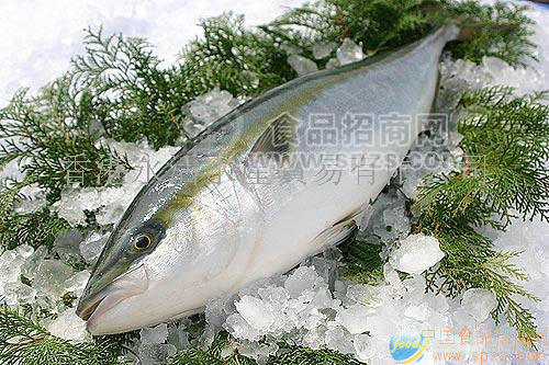 供應(yīng)日本產(chǎn) 油甘魚(yú)/ぶり