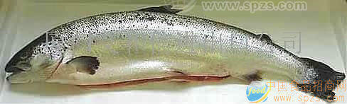 冰鮮三文魚(yú)