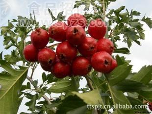 寧夏蜜餞特產(chǎn)食品山楂脯