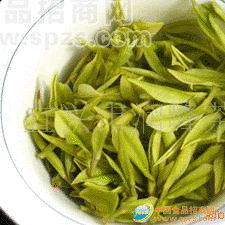 供应茶叶优质有机无公害绿茶--白茶