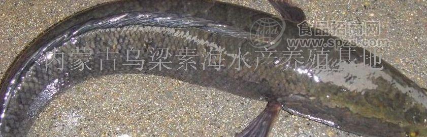 常年供應黑魚