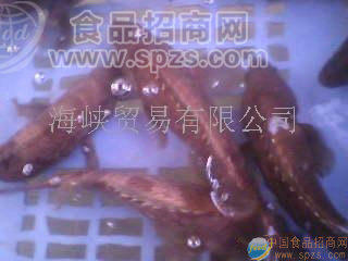 供應(yīng)石班魚(yú)