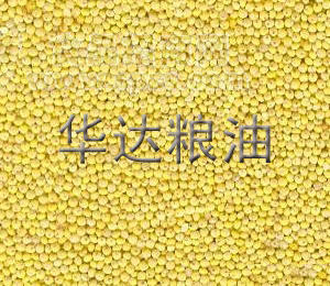 供应黄米