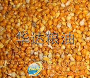 供应红谷子