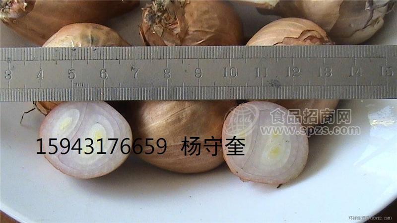 大量供应优质新鲜的东北毛葱（珠葱） {吉林·农安}