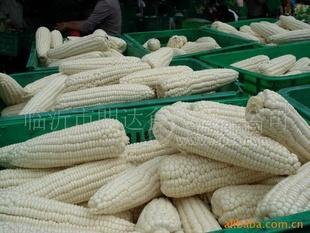 速凍玉米棒，白糯，黃糯，花糯