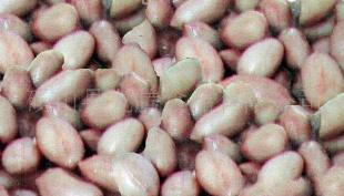 供应香闷茄汁花生罐头食品