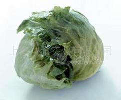 鲜新卷心菜(图)