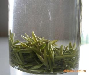 高山雀舌，有机茶树，