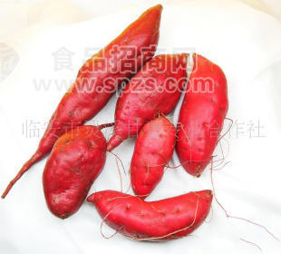 供应天目香薯（小番薯）