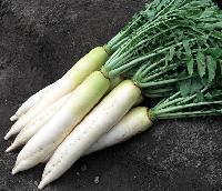 五行蔬菜汤原料白萝卜