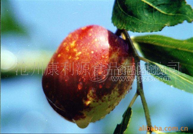 阿胶枣，贡枣，酸枣，金丝枣，天然 枣加工