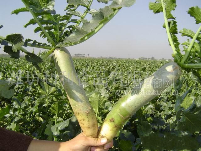 供應濰縣青蘿卜(Radish)