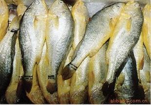 養(yǎng)殖黃魚