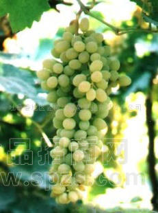 供应无核白鲜葡萄