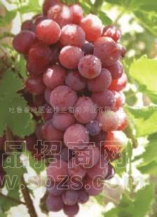 供应全球红葡萄