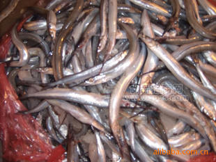 馬步魚，針魚，棒魚，馬步魚片原料