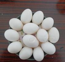 超大鸭蛋