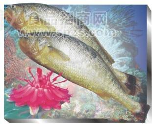 供應優(yōu)質(zhì)黃魚鮮凍水產(chǎn)品