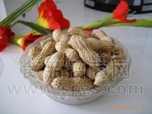 山东大花生 卤味花生 奶油花生 吃出奶香的带壳花生