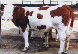 出售改良肉牛、育肥牛、种牛 免费送货