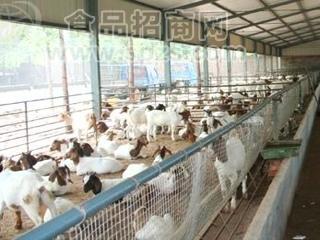 出售山东纯种波尔山羊养殖 免费送货
