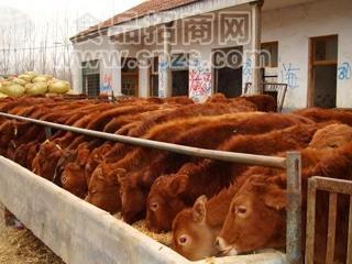 大量供应鲁西黄牛、改良牛、育肥牛养殖免费送货