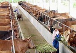 供应鲁西黄牛价格肉牛养殖