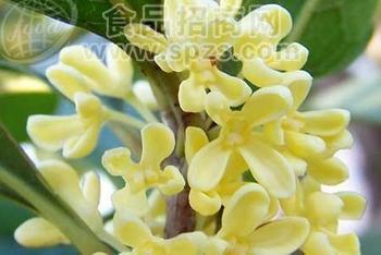 供应“玉青”桂花酒
