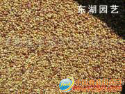 供应小麦,玉米,面粉,水稻,大米,薯类