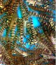 北海特产活海鲜虾类