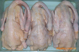 天照 鹅肉 全鹅