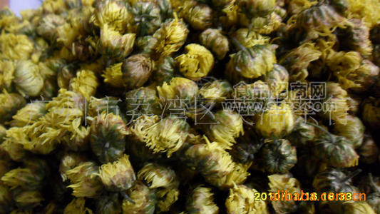 超低价优质胎菊花（精品杭白菊胎花 色亮味甘 格公道）