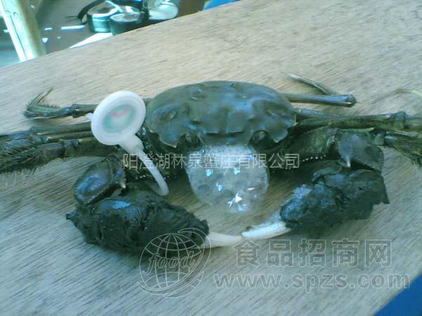 供应正宗原产阳澄湖大闸蟹