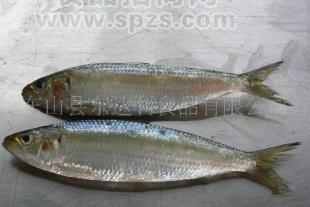 Sardines 沙丁魚