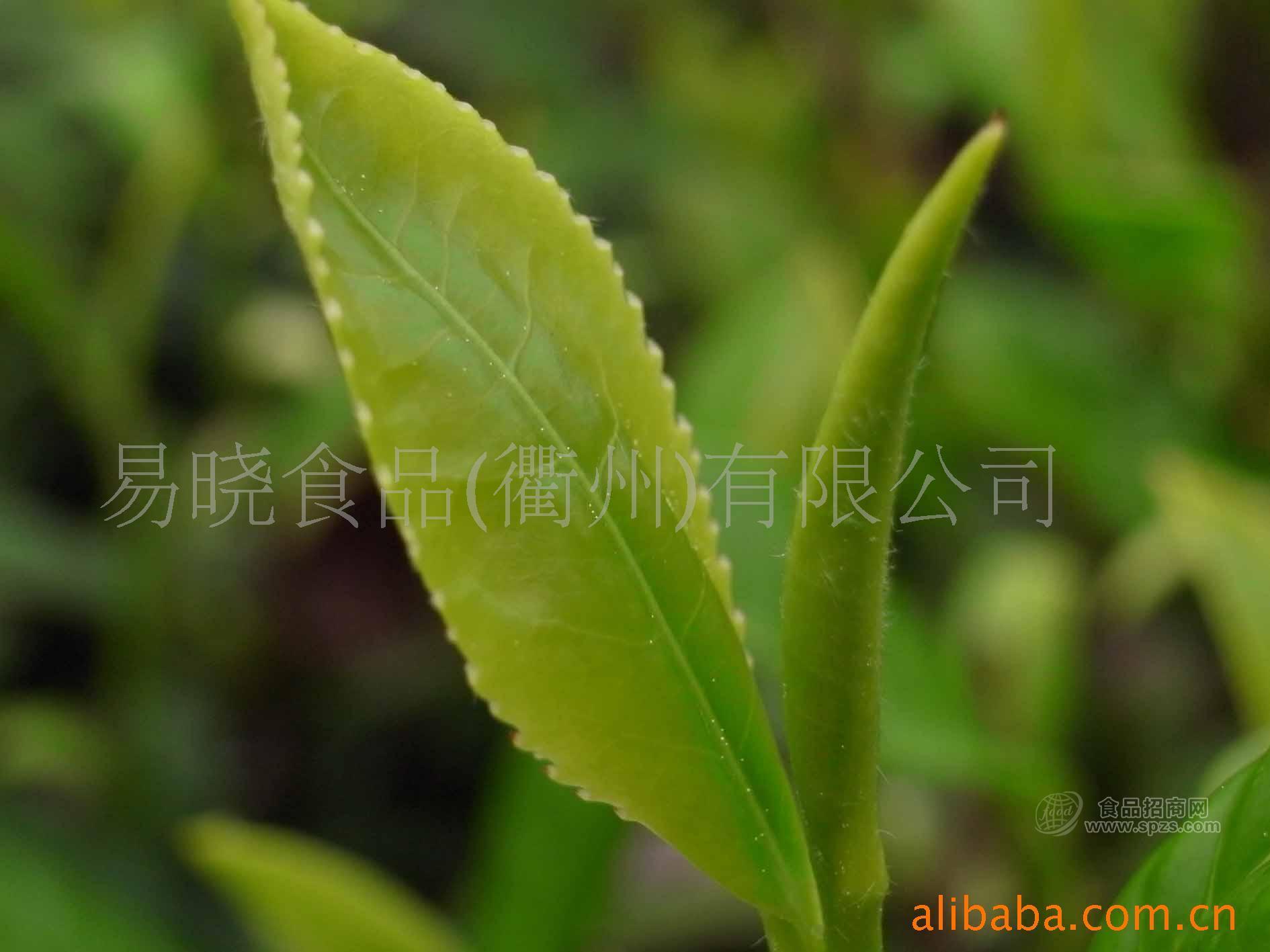 【綠茶批發(fā)】高端綠茶清新脫俗炒青開化龍頂茶